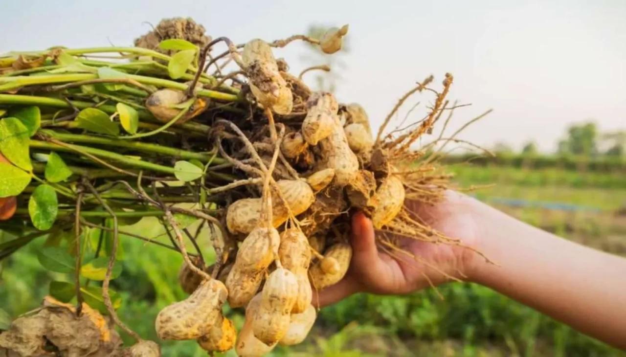 Zihni açıyor, kalbi güçlendiriyor! Günde bir avuç tüketmeniz yetecek