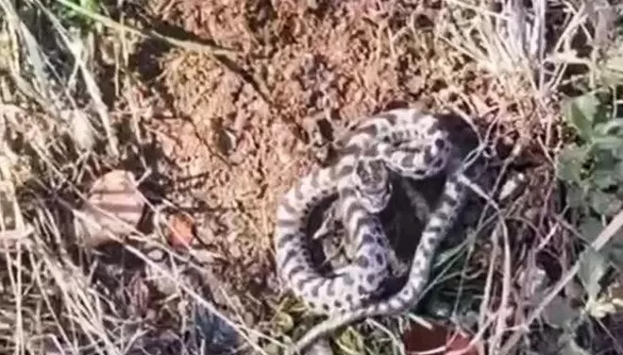 Mantar ararken karşılaştı: Dünyanın en zehirlisi