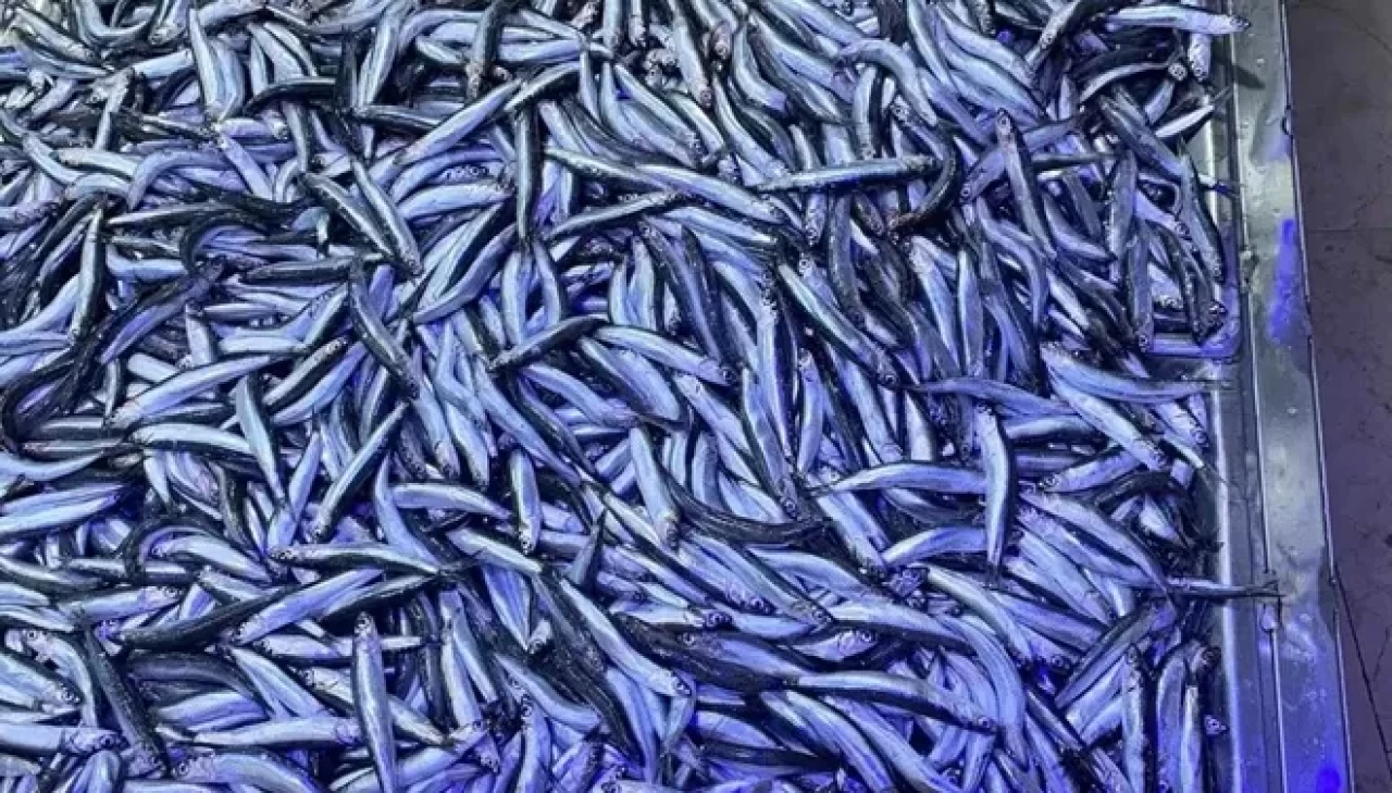 Hamsi bolluğu yaşanıyor! Kilosu 50 liraya kadar düştü