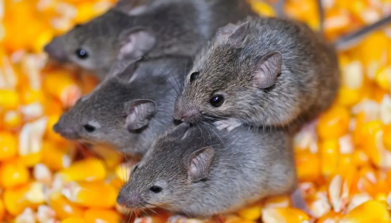 Rüyasında fare görenler bu haberi okumadan geçmesin! İşte şaşırtan detaylar