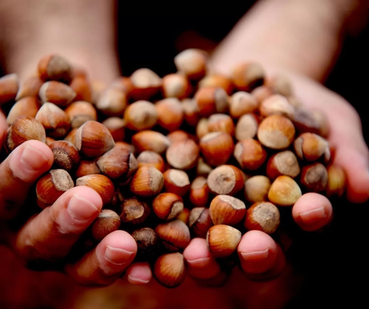 Karadeniz’de fındık piyasası hareketlendi: Giresun zirvede