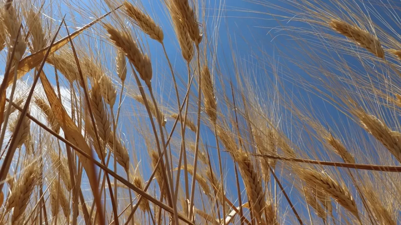 Türkiye'nin hububat ve bakliyat ihracatı yılın 9 ayında arttı