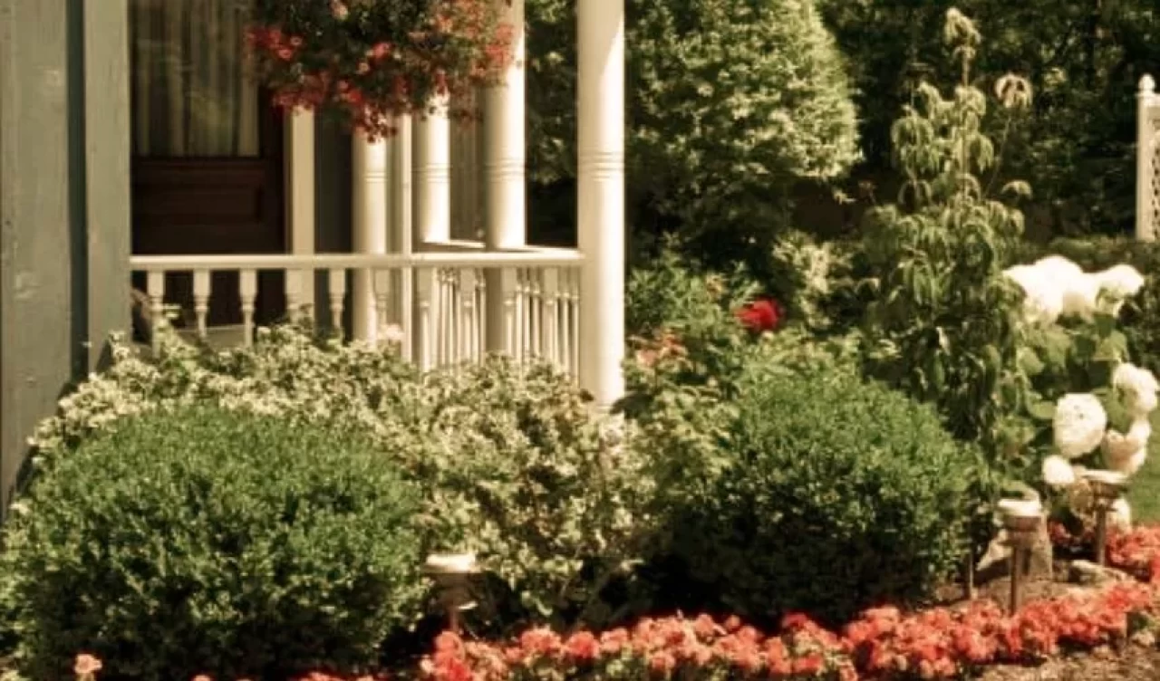 Balkon ve teraslar için en iyi bitki seçimleri ve tasarım ipuçları