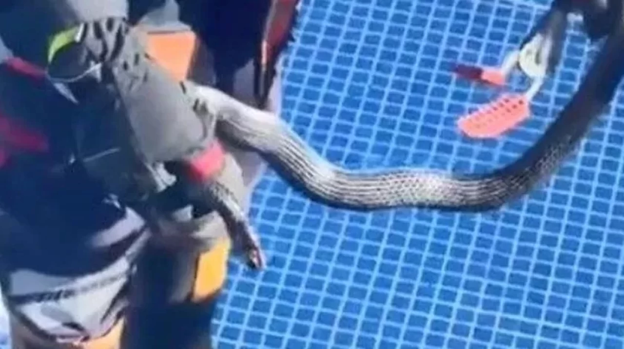 Mersin'de korku dolu anlar! Site havuzunda 1,5 metrelik yılan paniği