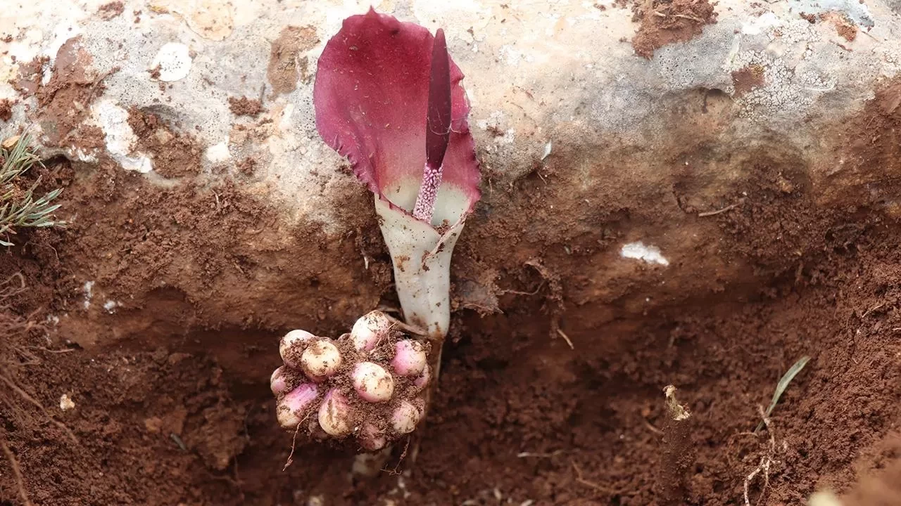 Mantar ararken literatüre yeni bir bitki kazandırdı: Karaman yılan pancarı
