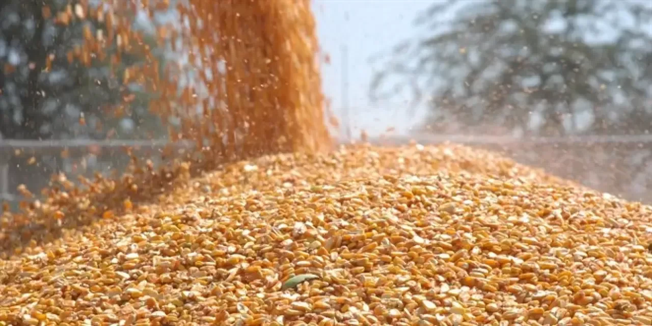 TİGEM 1400 ton dane mısır satacak