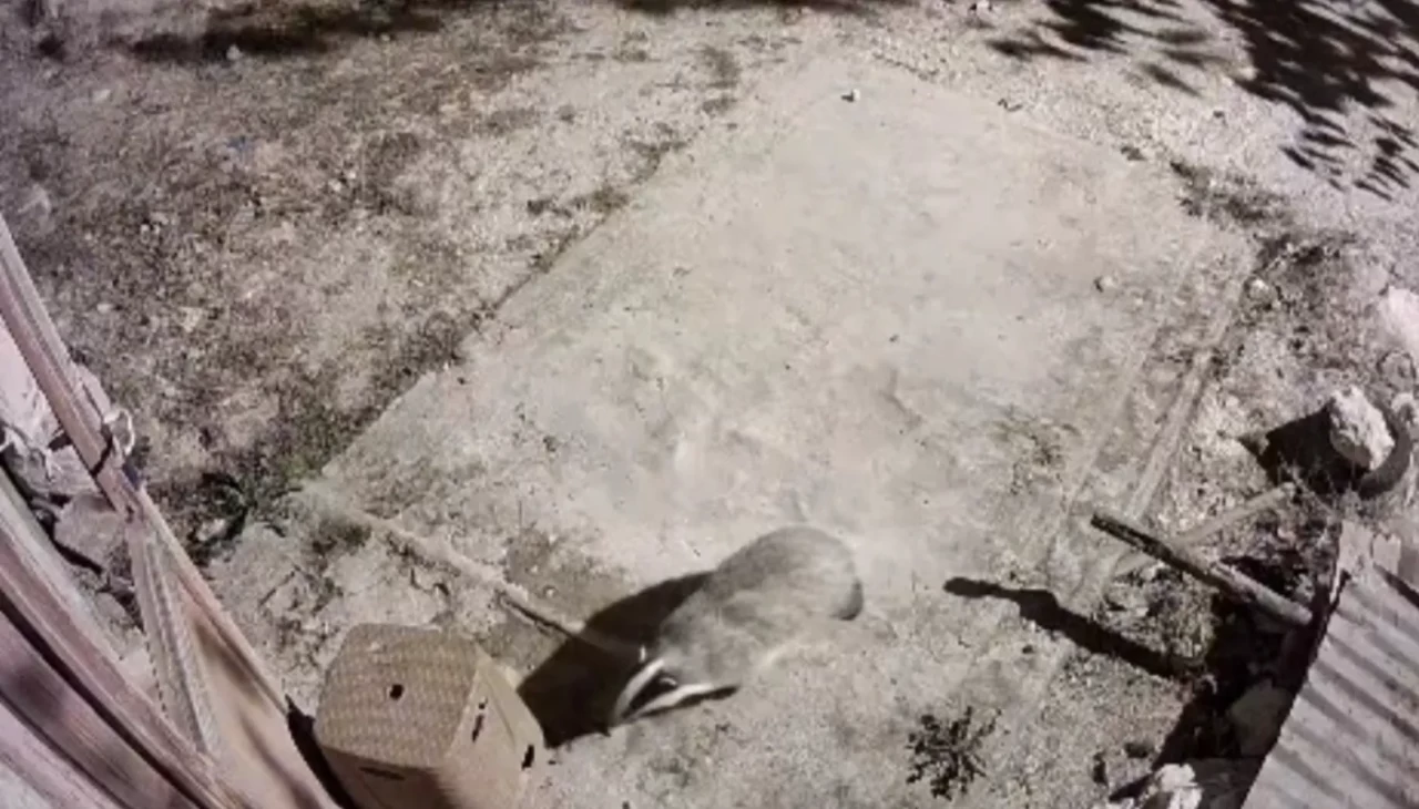 Elazığ’da nadir görülen bal porsuğu ve sansar kameraya yakalandı