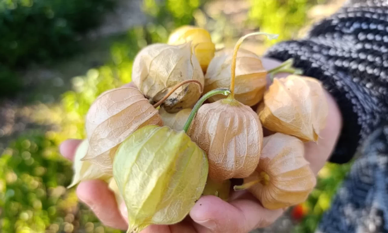 Altın Çilek bereketi pazar tezgahına yansıdı