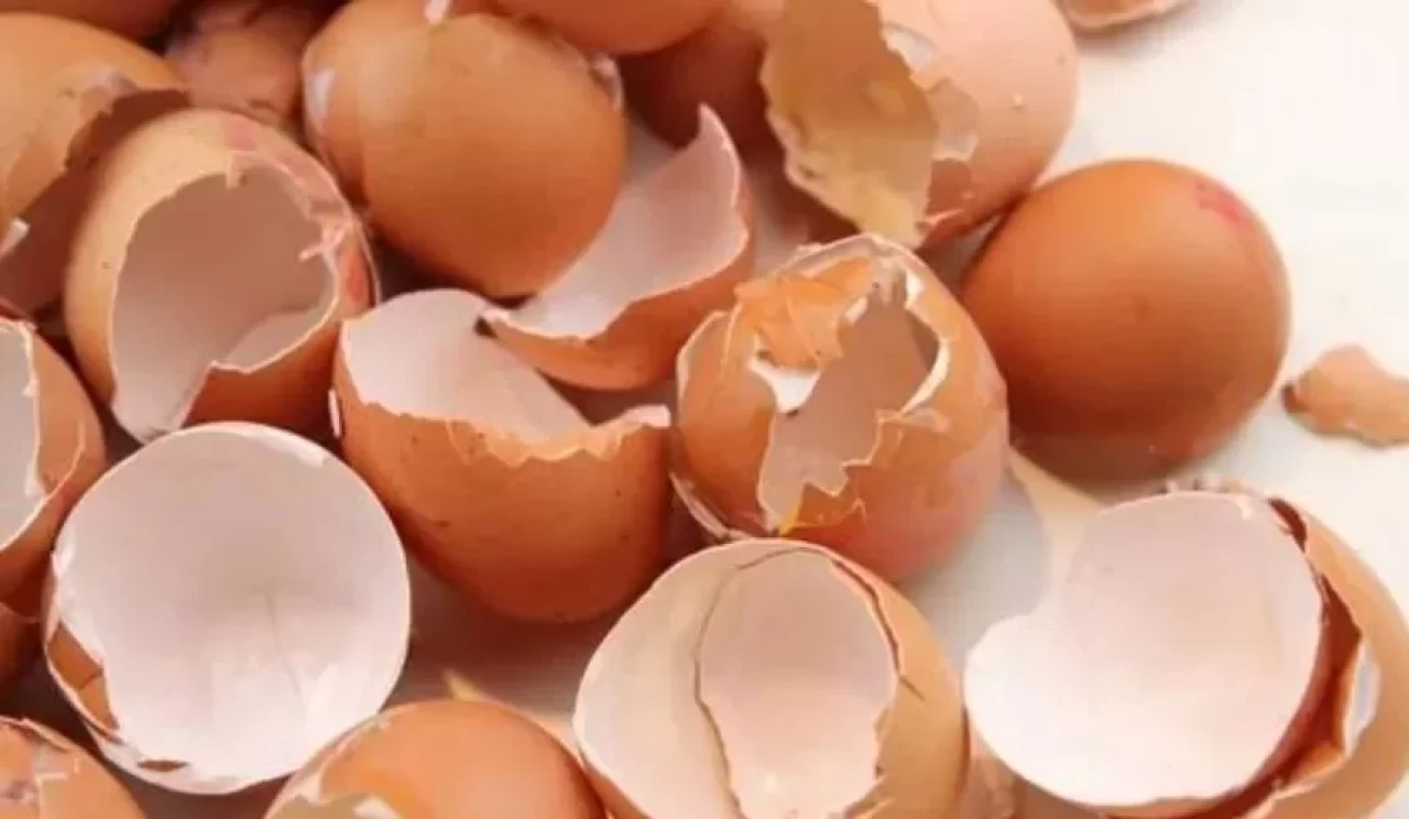 Yumurta kabuğu zarı nedir, ne işe yarar?