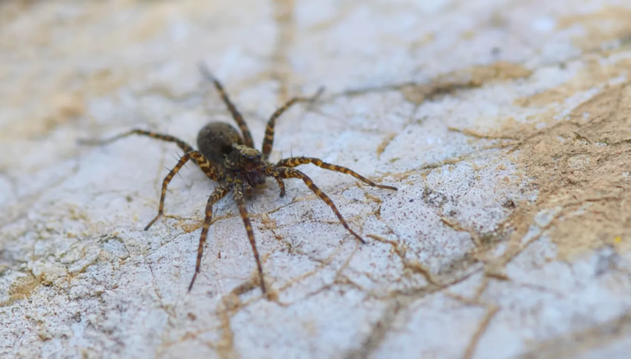 Sessiz misafirler! Tehlikeli örümcekler evlerimize sızıyor