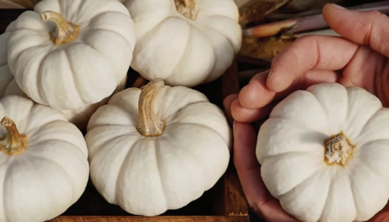 Beyaz bal kabağı faydaları nelerdir? Cilde etkisi şaşırtıyor!