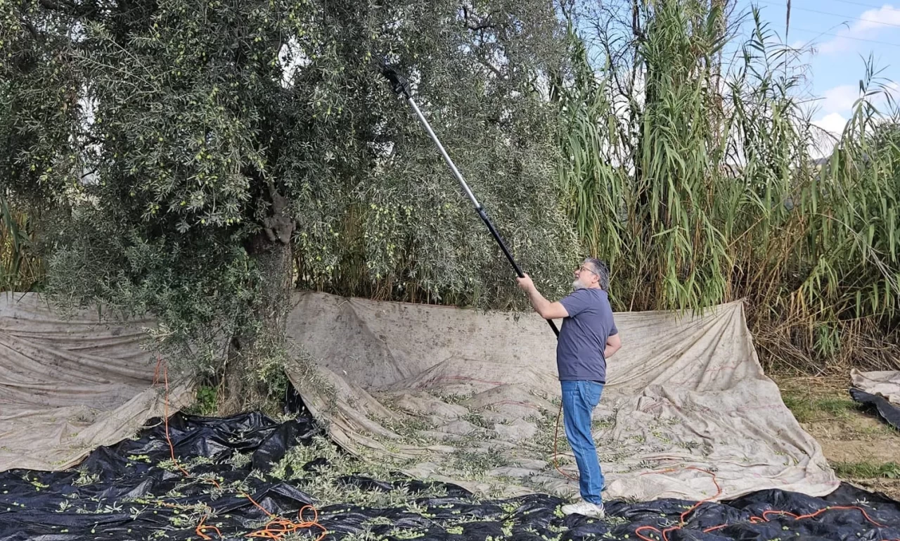 Aydın’da yağışların ardından zeytin hasadı başladı
