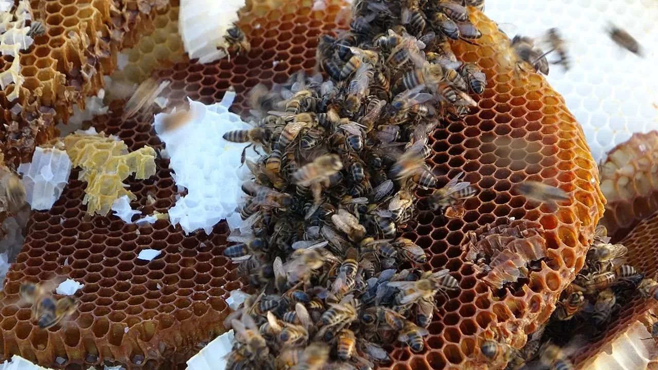 Türk balı dünya sofralarında: 46 ülkeye ihracat