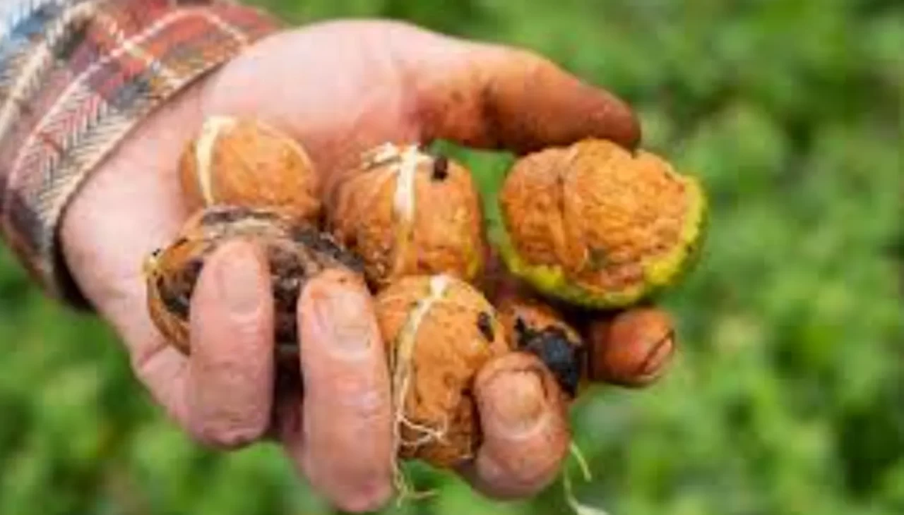 Eldeki ceviz lekesi nasıl çıkar? İşte evde uygulanabilecek en basit çözüm