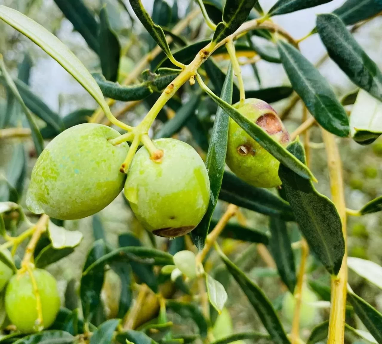 Manisa’da zeytincilere çifte uyarı