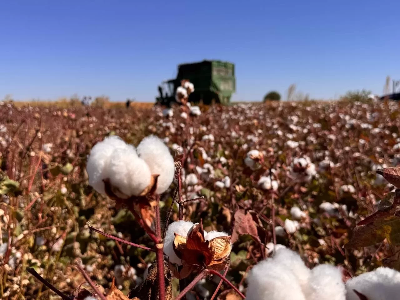 Şanlıurfa'da beyaz altın hasadı başladı