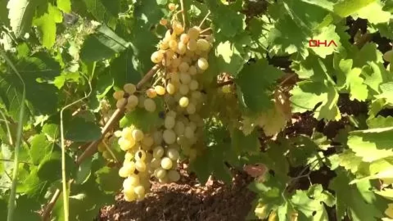 Gercüş’te bağbozumu sonrası organik pekmez mesaisi başladı