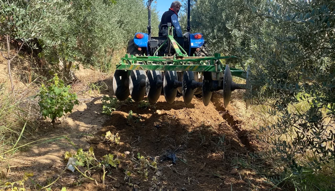 Alaşehir'de çiftçilerin yağmur sevinci