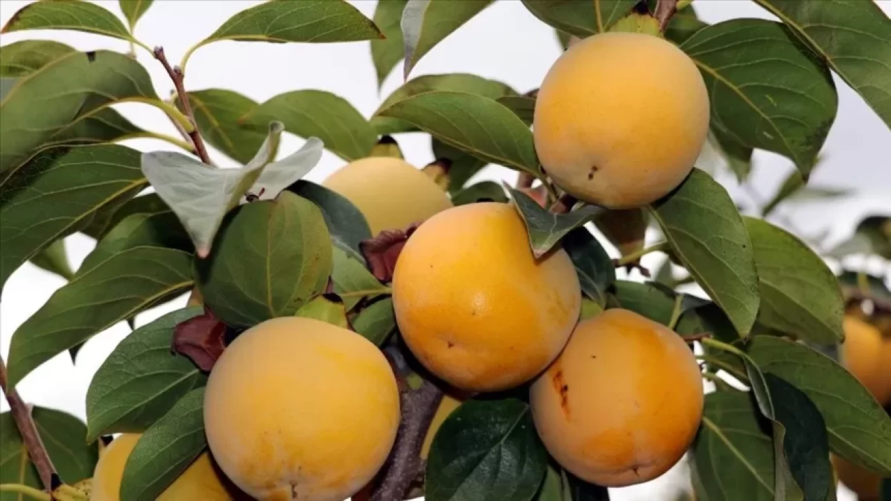 Herkes faydalı sanıyordu ama… Cennet hurmasının bilinmeyen zararları