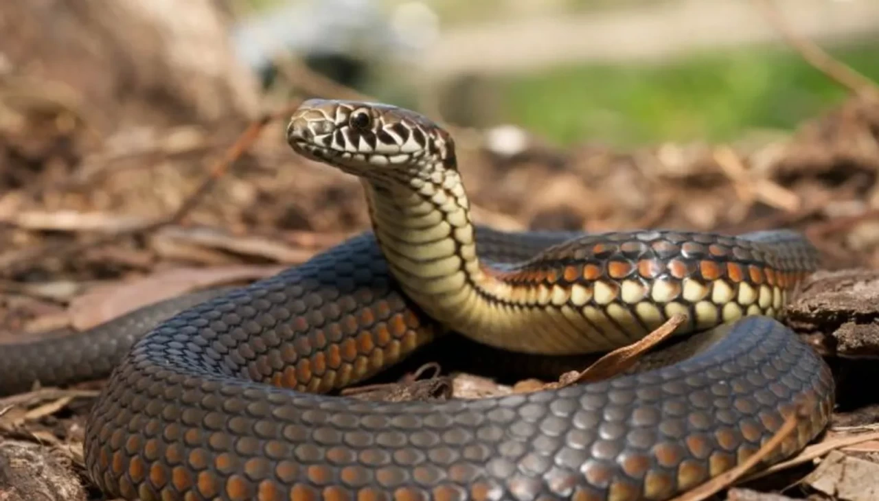 Rüyada yılan görmek ne demek? Herkes anlamını yanlış biliyormuş