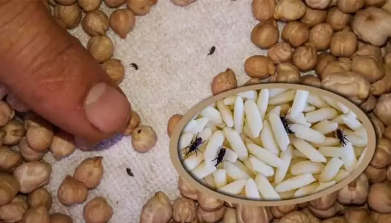 Kış hazırlıkları boşa gitmesin! Kuru bakliyatları böceklerden koruyan 5 ev yöntemi