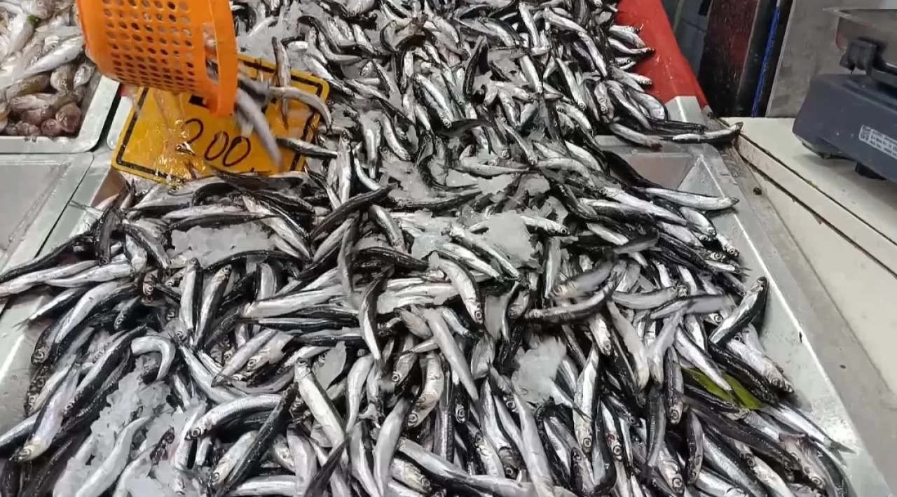 Bartın'da azalan hamsinin fiyatı arttı