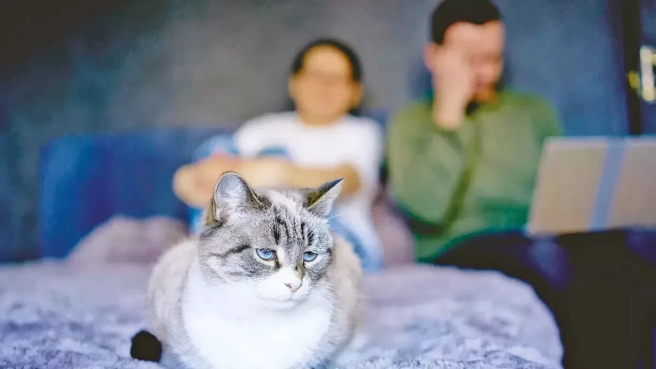 Kedi sahipleri dikkat! Yeni nafaka çıktı: Kedisi olanlar ödeyecek...