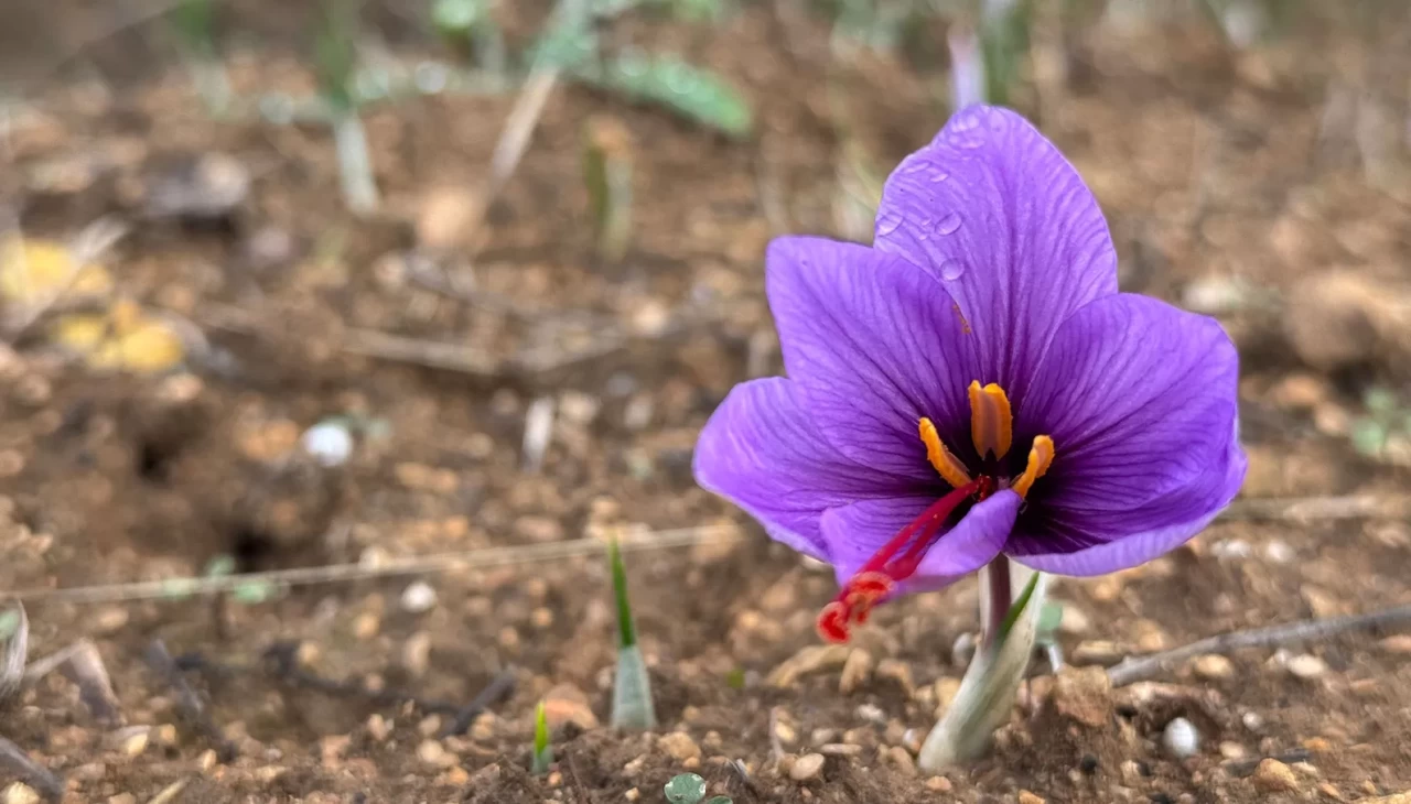 Soğuk hava dünyanın en pahalı baharatında erken çiçek açtırdı