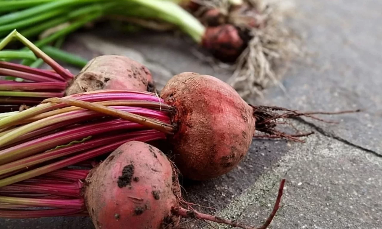 Üreticilerin gözü kulağı bakanlıktaydı: Şeker pancarı fiyatı ile ilgili açıklama yapıldı