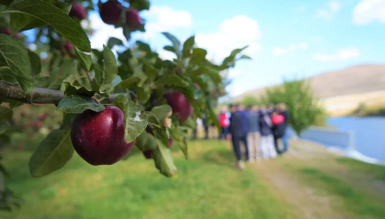 Muş'ta elma hasadından 100 milyon liralık gelir bekleniyor
