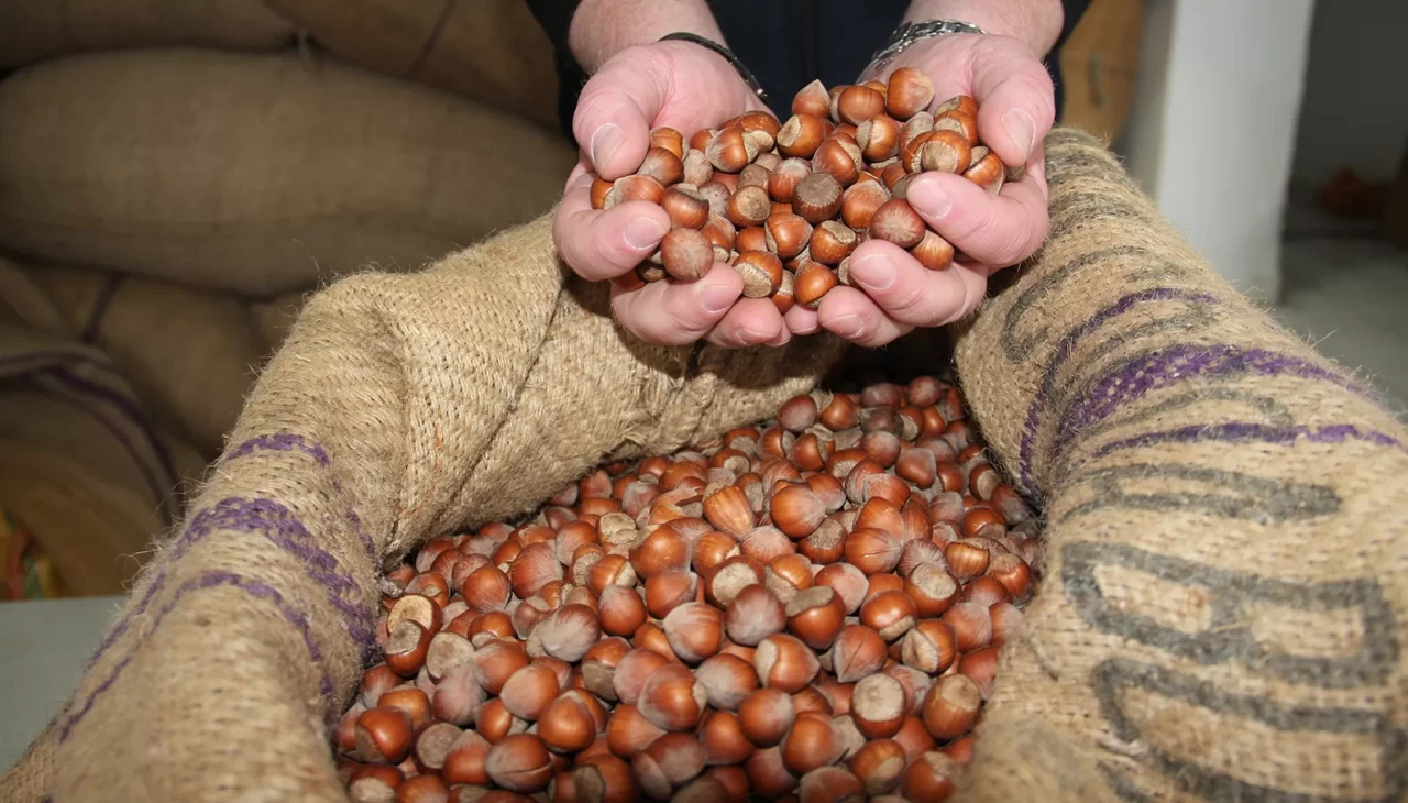 Giresun’da fındık fiyatları haftayı 315 liradan kapattı