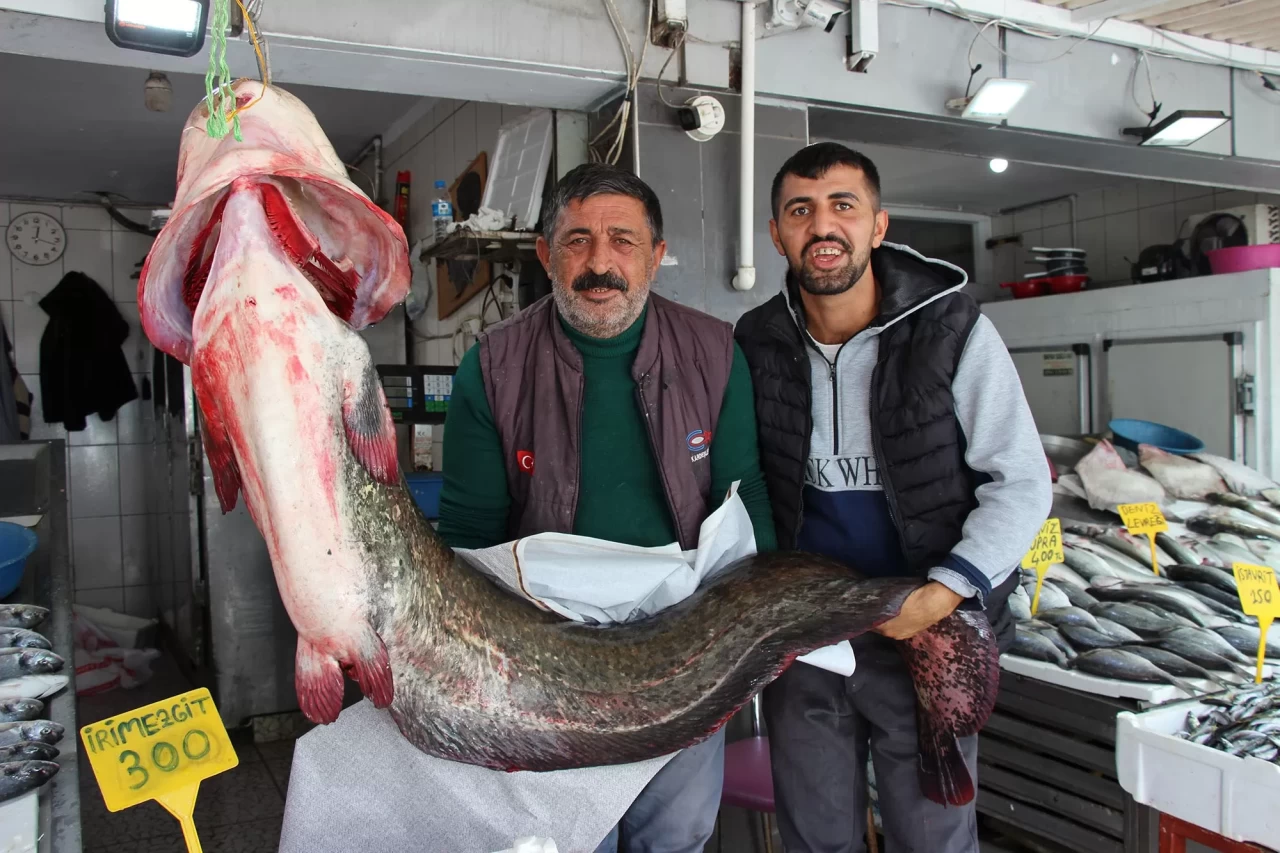 Altınkaya Barajı'nda 85 kiloluk dev yayın balığı yakalandı