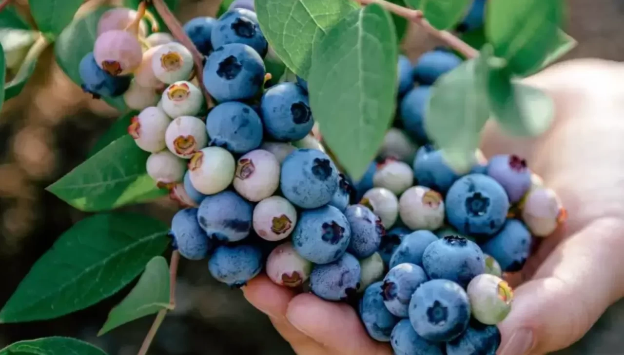 Hastalığa yer bırakmıyor! İşte yaban mersininin mucizevi faydaları