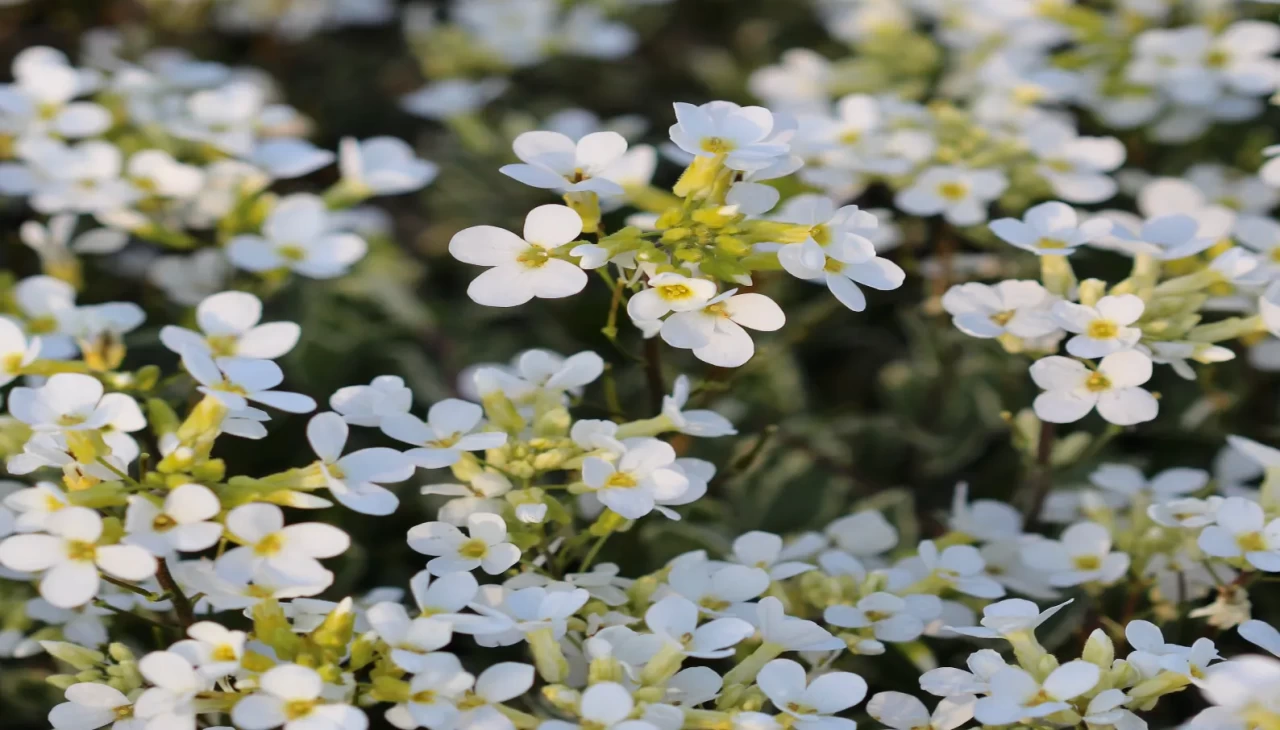 Kasıkotu nasıl kullanılır? Hangi hastalıklara iyi gelir