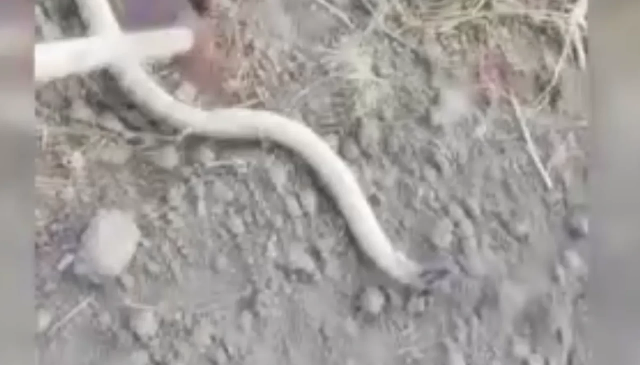 Ankara'da bahçesine giren dev yılanı yakalayıp doğaya bıraktı