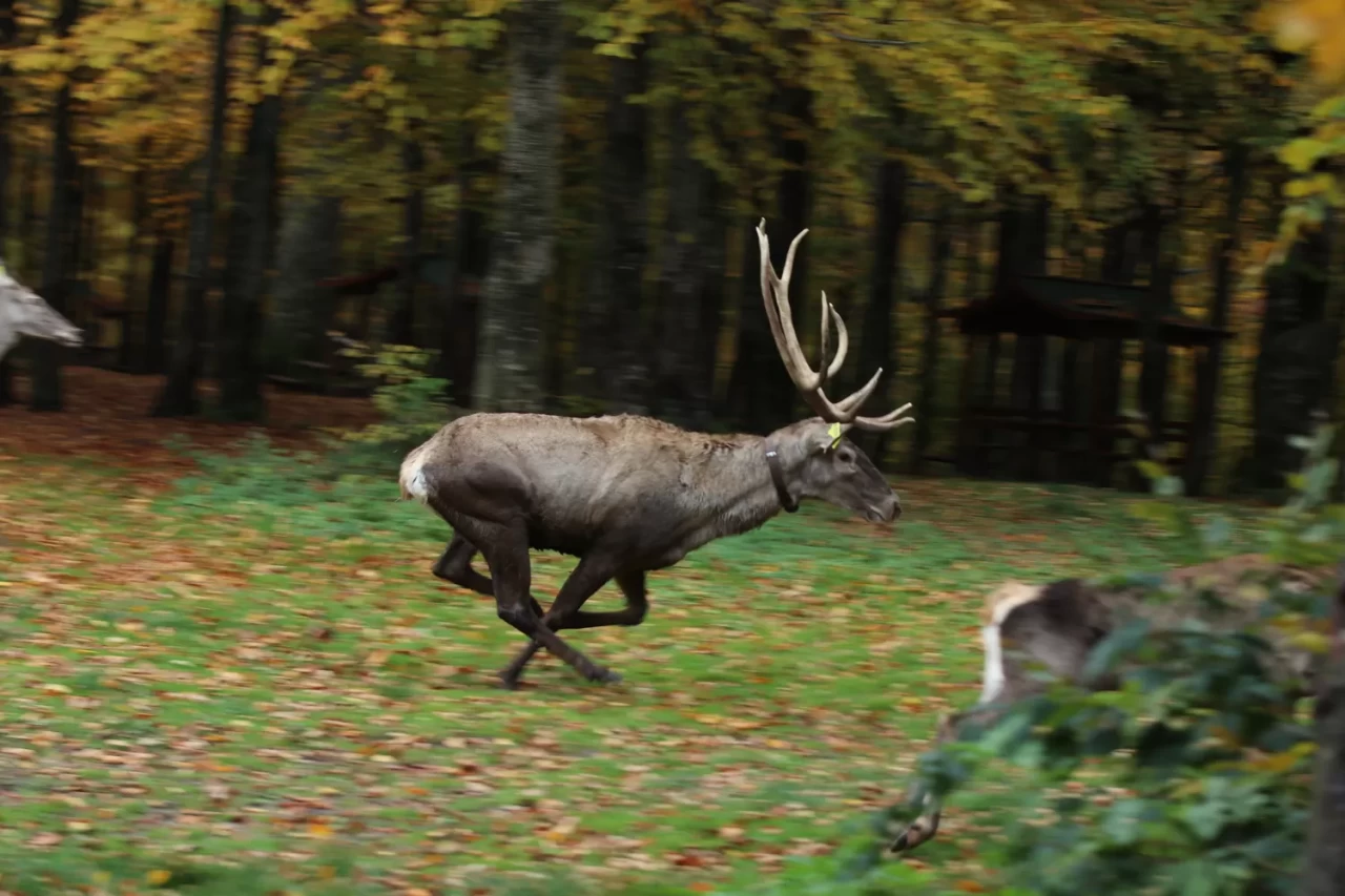 Kocaeli'de Samanlı Dağları'na 7 kızıl geyik bırakıldı