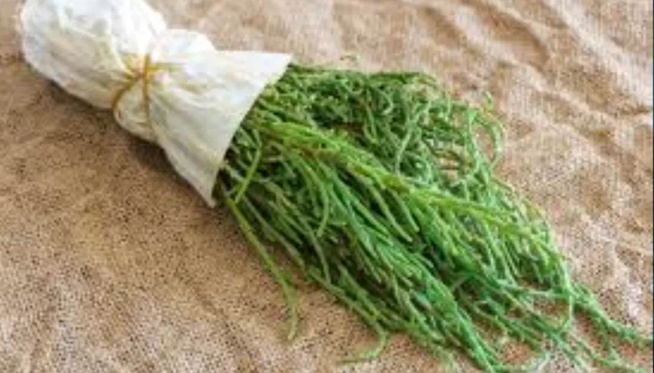 Deniz börülcesi neden bu kadar faydalı? Bilim kanıtladı