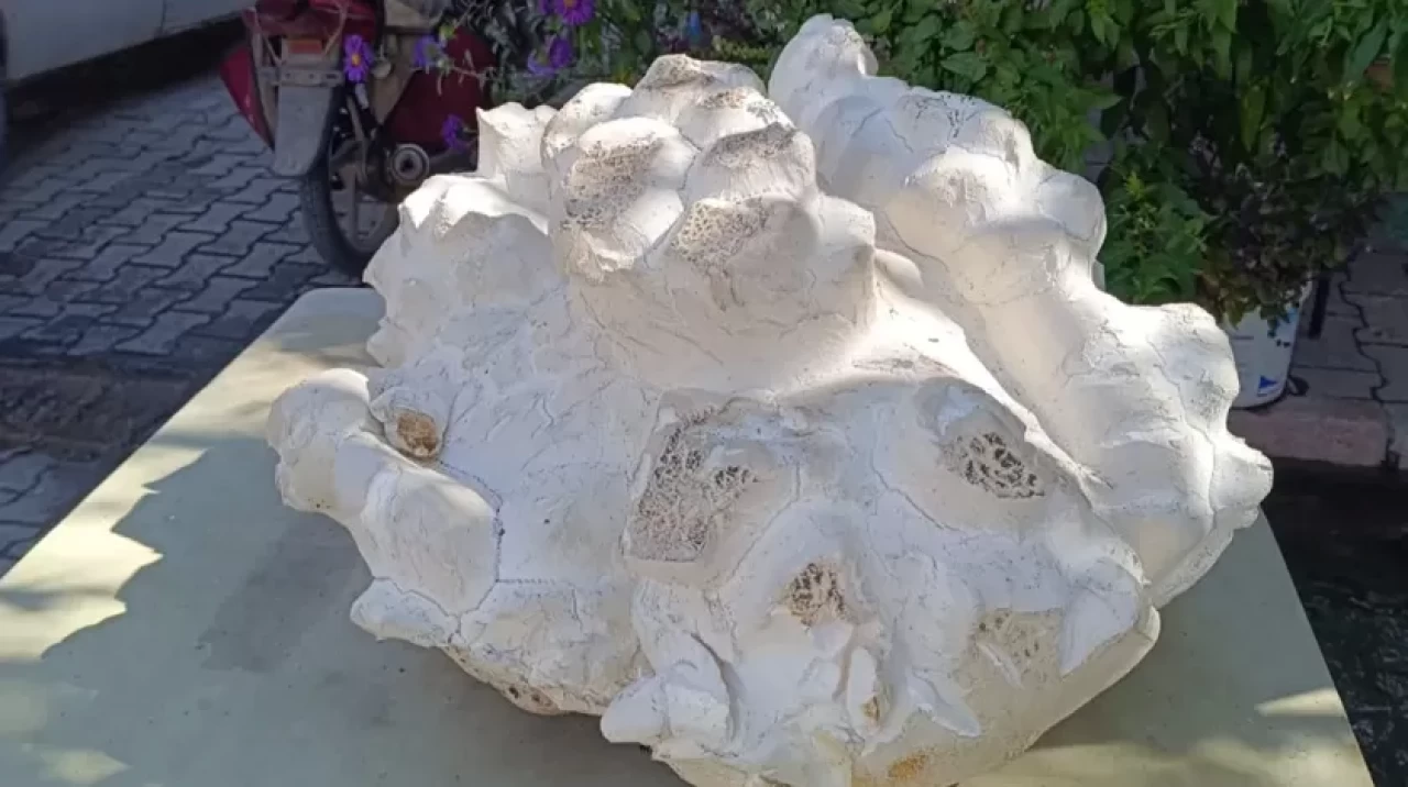 Konya'da 19 kiloluk dev mantar şaşkınlığı