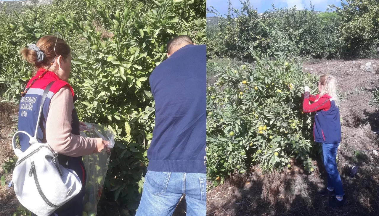 Söke’de hasat öncesi numune alımları yapıldı