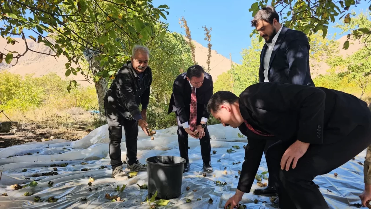 Vali Ahmet Karakaya ceviz hasadına katıldı