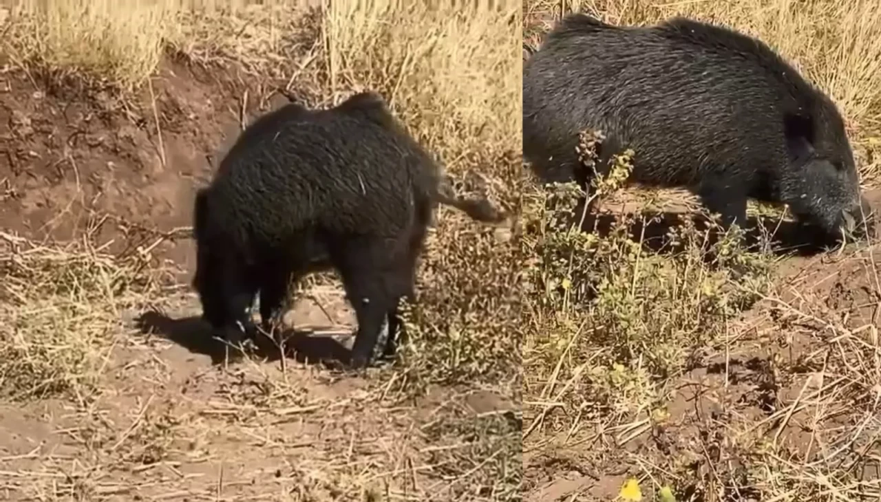 Elazığ’da sürpriz karşılaşma: Dağda göremedim, köyde karşıma çıktı