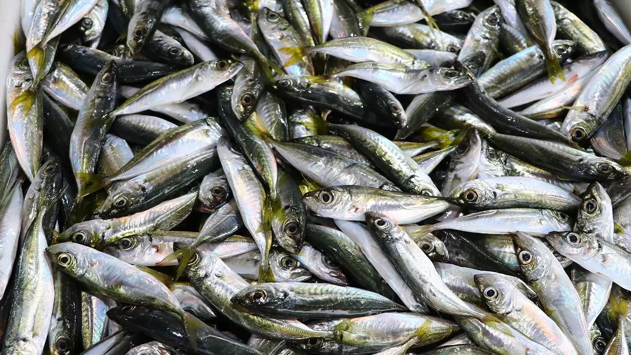 Balıkçı tezgahlarında istavrit ilgi görüyor