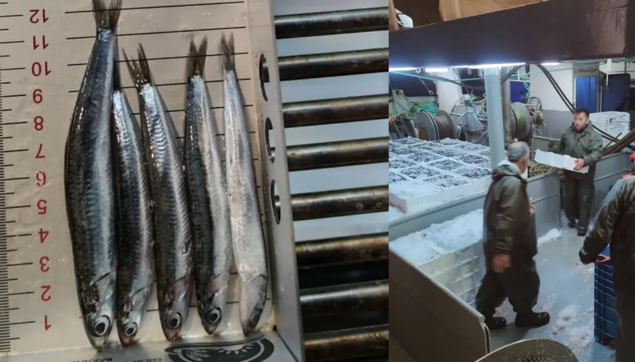 Denizden bereket fışkırdı! Karadeniz’de hamsi bolluğu