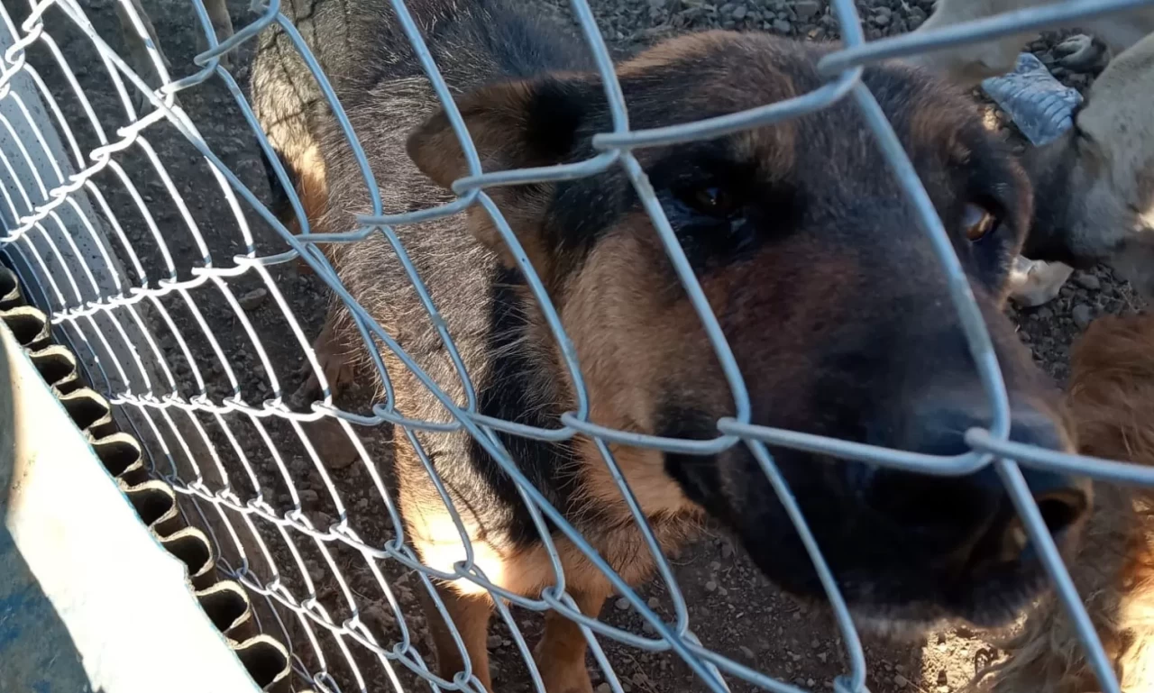 Yozgat'ta köpeğe şiddet uygulayan şahıs gözaltına alındı