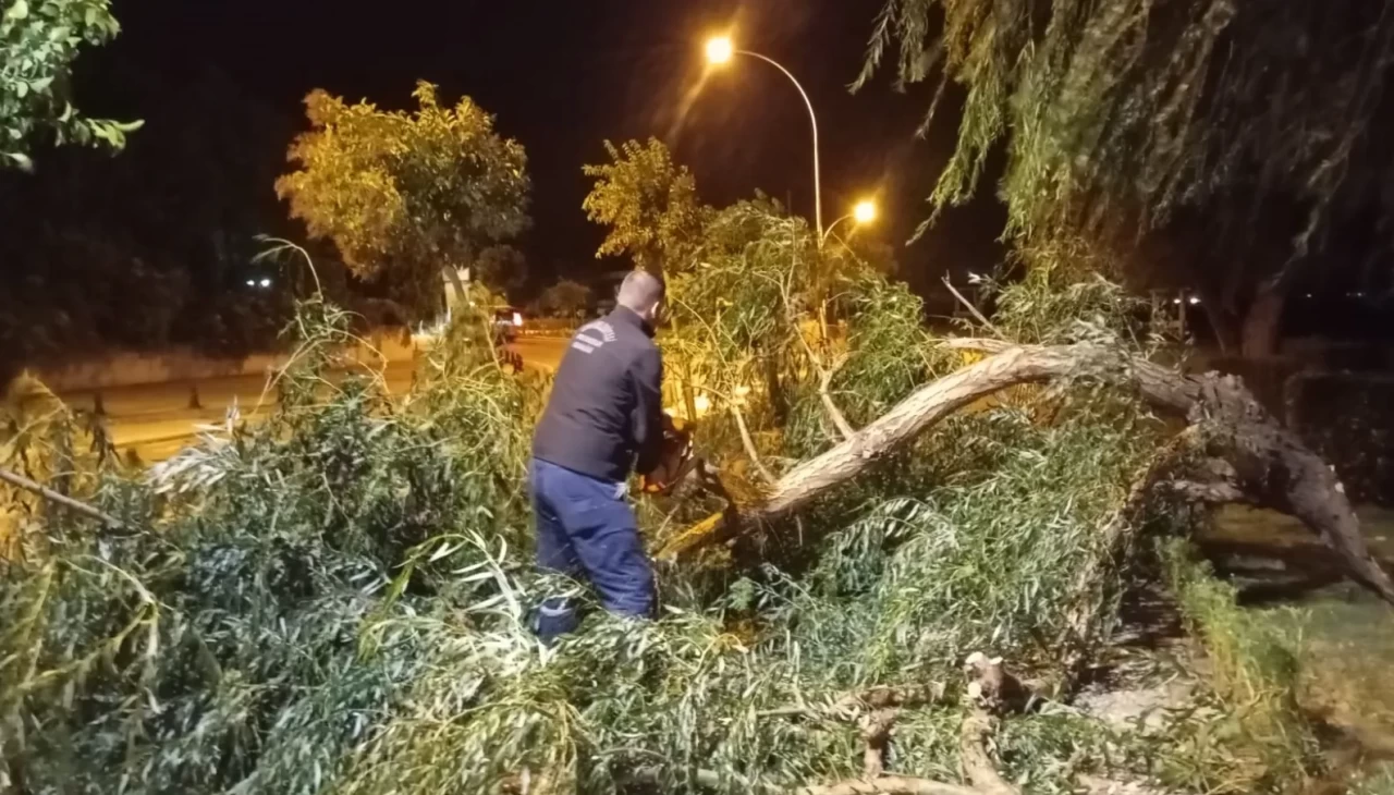 İznik’te lodos etkili oldu: Ağaç dalları yollara devrildi