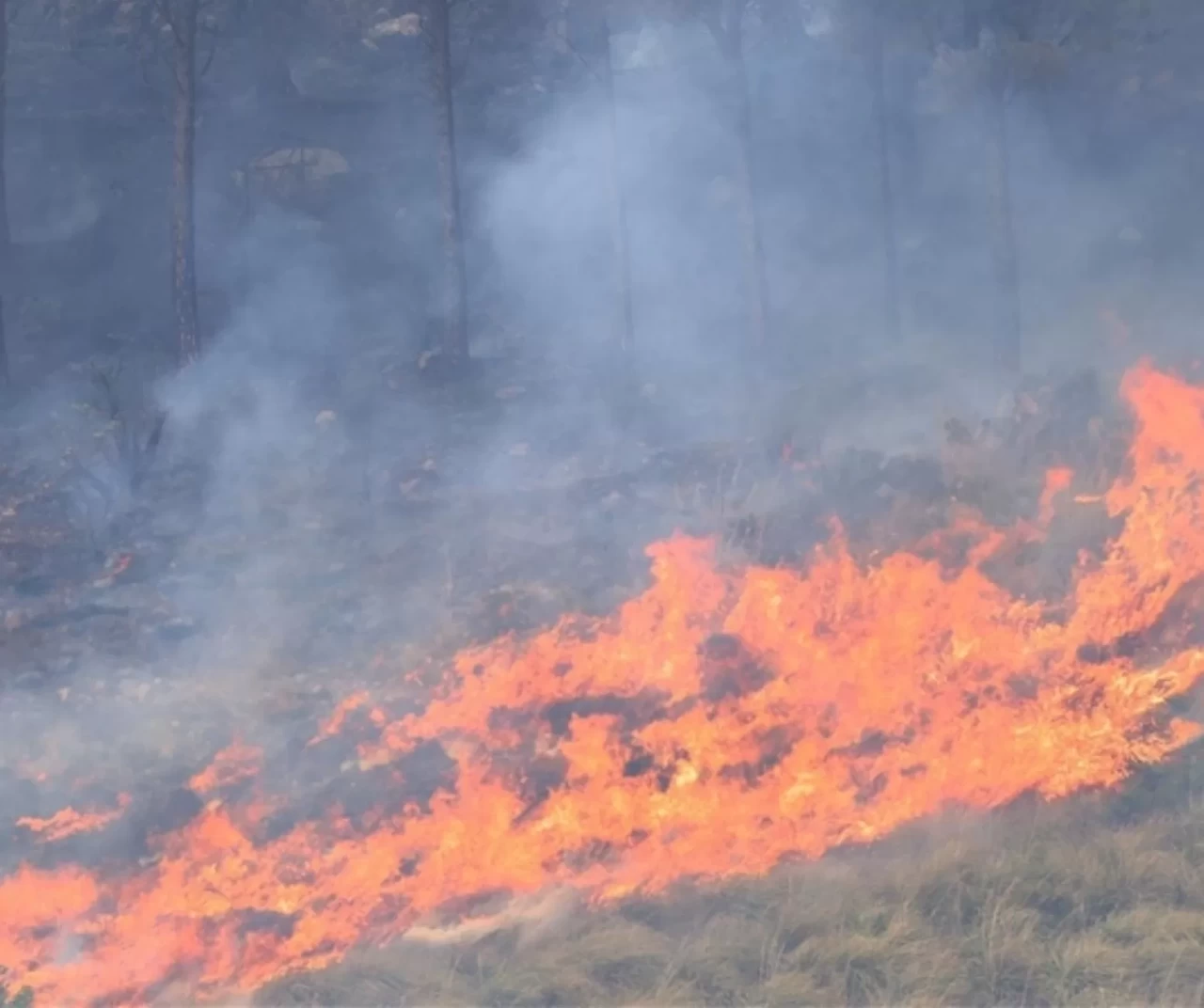 İsrail’in Lübnan’a hava saldırıları orman yangınlarını tetikledi