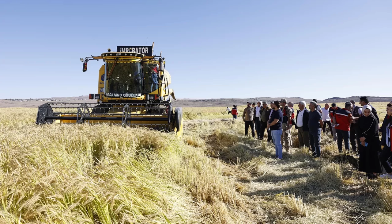 Coğrafi işaretli Karacadağ pirinci, bereketiyle toplandı