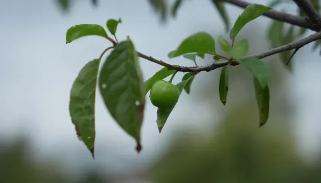 Kocaeli'de kış ayına günler kala çiçek açan erik ağaçları meyve verdi