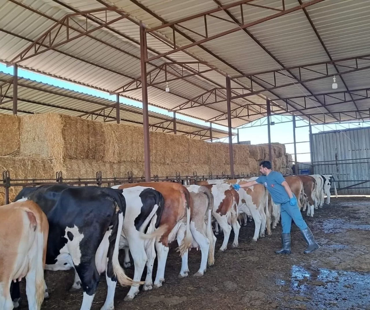 Aydın’da şap alarmı: Köşk ilçesinde 12 mahalle karantinaya alındı