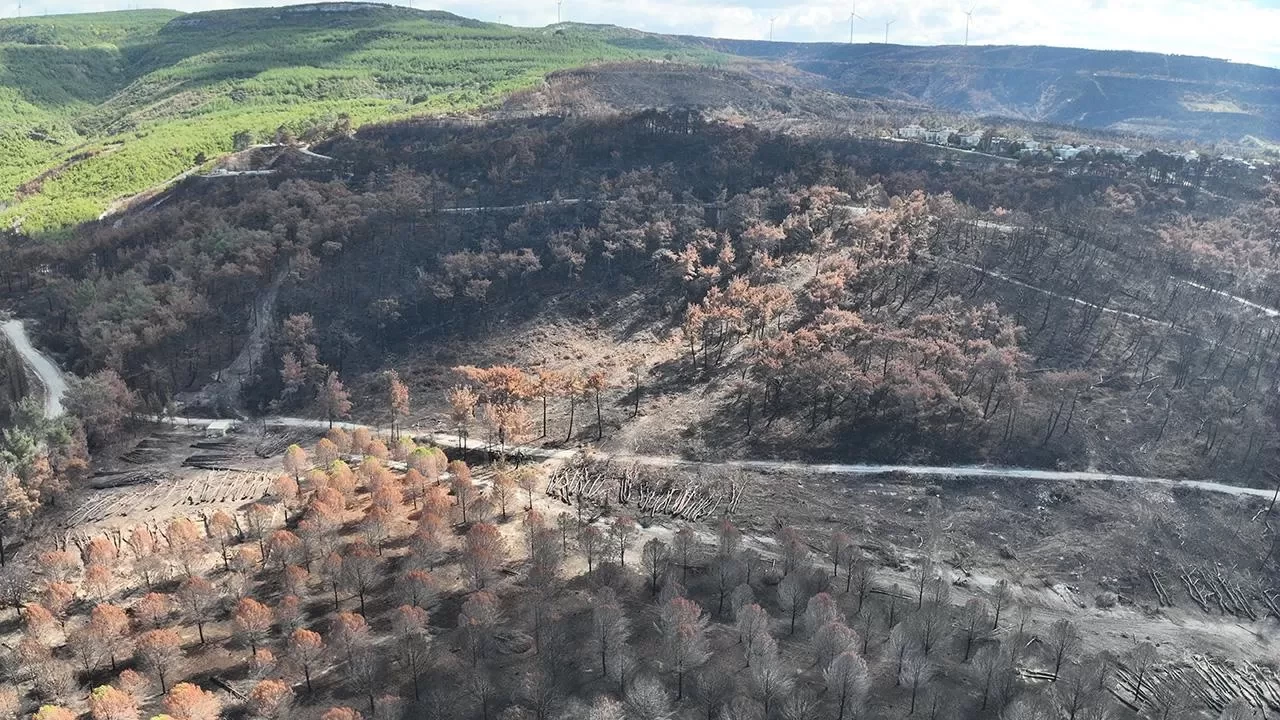 Çanakkale ormanları yeniden yeşillenecek